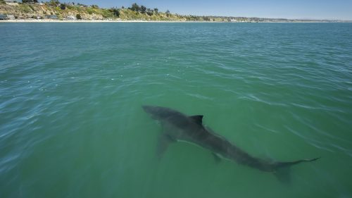 A shark swims in clear turquoise waters near a sandy shoreline under a bright blue sky.