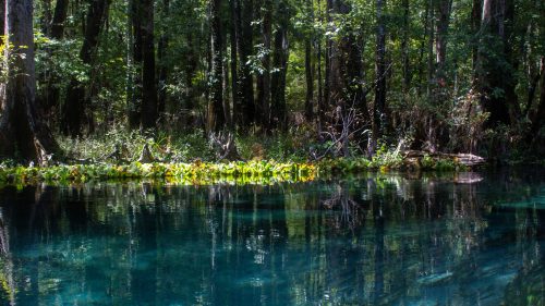 A serene forest scene with clear blue water reflecting trees and greenery along the shore.