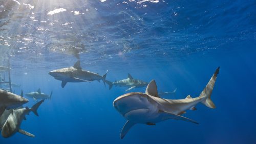 A group of sharks swimming underwater, illuminated by sunlight filtering through the surface.