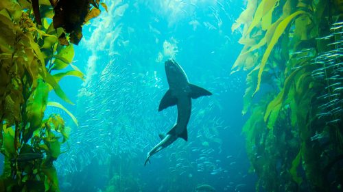 A shark swims gracefully through a vibrant underwater kelp forest, surrounded by schools of small fish.