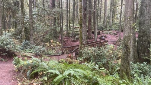 A serene forest scene with tall trees, lush ferns, and a wooden bridge winding through the greenery.