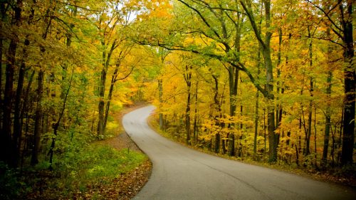 A winding road surrounded by vibrant autumn trees with yellow and green leaves.