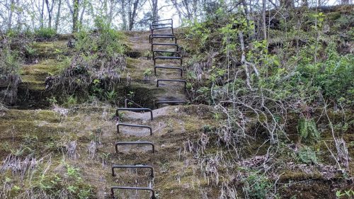 A steep, moss-covered rock face with a metal ladder ascending through greenery.