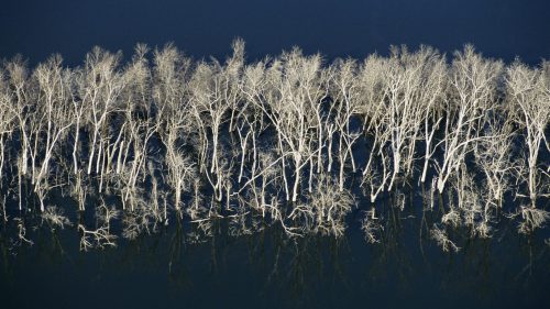 Aerial view of bare trees reflected in dark water, creating a stark contrast between the white branches and the deep blue surface.