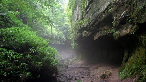 A misty forest scene with lush greenery and towering rock formations along a narrow, winding path.
