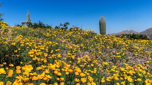 A vibrant field of yellow flowers with a tall cactus in the background under a clear blue sky.