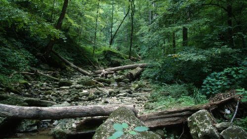 A lush green forest with tall trees, rocky ground, and fallen logs creating a serene, natural landscape.