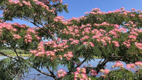 A vibrant tree with pink fluffy flowers beside a calm lake under a clear blue sky.