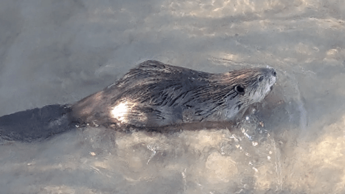 A brown beaver swimming in the water at Kearny State Historical Park