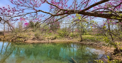 A tree with blooming, purple buds hanging over a bluish-green natural pool. This scene is at the Alley Spring Campground, a secluded campground in Missouri near the Ozark National Scenic Riverway.