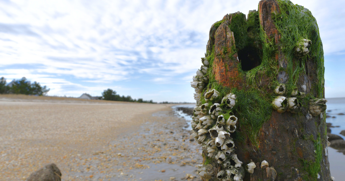Locals Love This Quirky Town in Delaware—and It’s Still Underrated