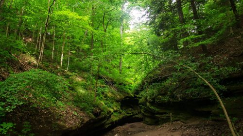 Lush green forest with tall trees and a rocky creek bed, illuminated by soft sunlight filtering through the canopy.