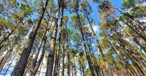 Tall trees with thin trunks and a blue sky in the background