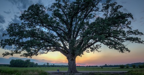 Magical Burr Oak tree in Missouri standing in an open field with the sunset in the background