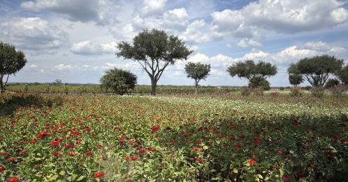 A flower field in Fredericksburg, Texas