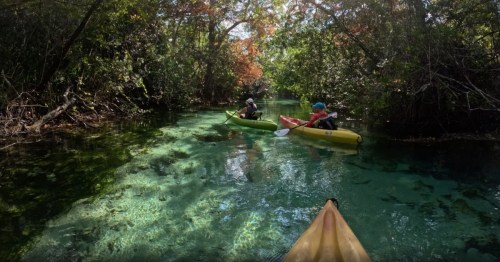 A group of kayakers paddling along the Weeki Wachee River in Florida with clear blue water.