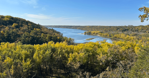 Vibrant yellow autumn foliage on the bluffs overlooking the St. Croix River at Kinnickinnic State Park, Wisconsin.