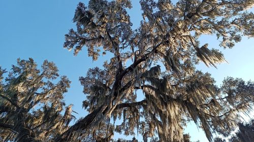 A tall tree with Spanish moss hanging from its branches against a clear blue sky.