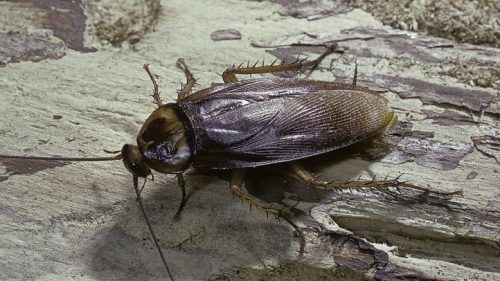 Close-up of a brown cockroach on textured, light-colored wood.