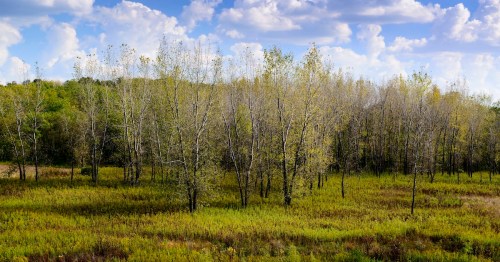 Young trees with fresh spring buds grow in an open field at Volga River State Recreation Area, Iowa.