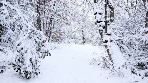 A snowy forest path surrounded by trees blanketed in fresh snow, creating a serene winter landscape.