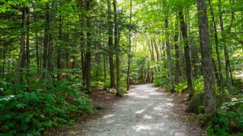 A serene forest path surrounded by lush green trees and dappled sunlight filtering through the leaves.