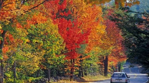 A car drives along a road lined with vibrant autumn trees in shades of red, orange, and green.