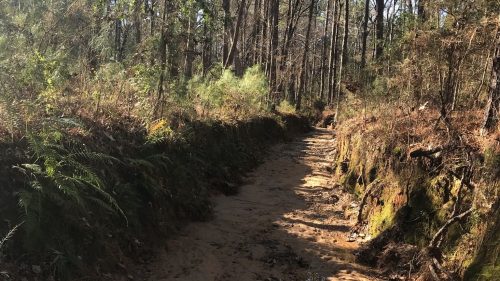A sandy trail winding through a wooded area, surrounded by trees and underbrush, with sunlight filtering through.