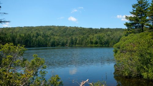 A serene lake surrounded by lush greenery and trees under a clear blue sky.