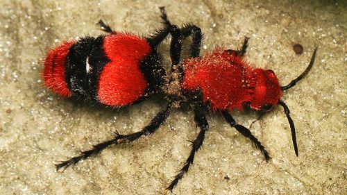 Close-up of a red and black furry insect with a rounded body, resting on a textured surface.