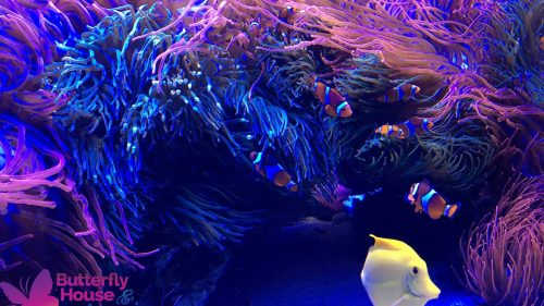 Colorful underwater scene featuring clownfish among vibrant coral and a yellow tang fish swimming nearby.