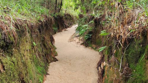 A narrow, sandy creek winds through a lush, green forest with steep, earthy banks on either side.