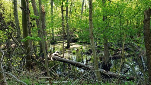 Lush green forest with trees, fallen branches, and a serene pond reflecting the vibrant foliage.