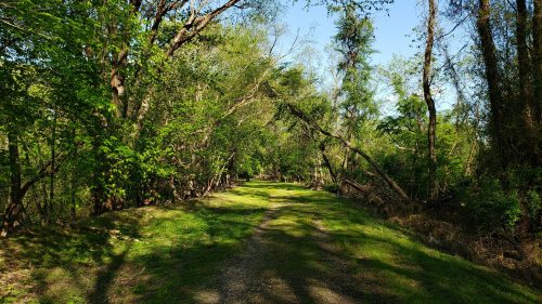 A serene, tree-lined path through a lush green forest on a sunny day.