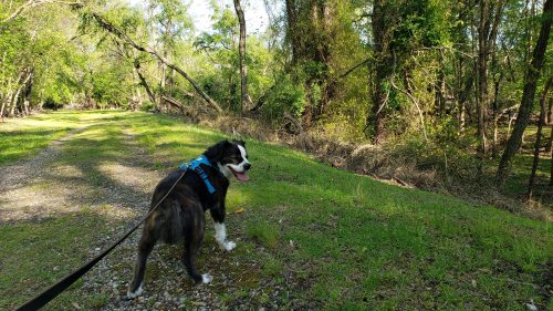 A dog in a harness stands on a gravel path surrounded by lush greenery and trees.