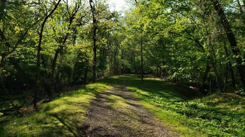 A sunlit path winding through a lush green forest, surrounded by trees and vibrant foliage.