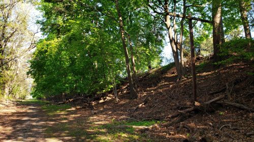 A sunlit forest path lined with lush green trees and scattered leaves on the ground.