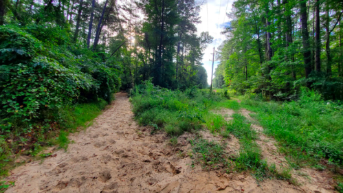 A sandy path splits into two trails surrounded by lush green trees and underbrush.