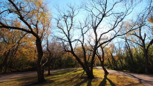 Bare trees with autumn foliage cast long shadows on a sunny path, surrounded by vibrant greenery.