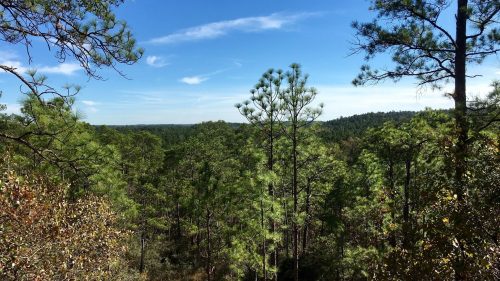 A scenic view of a lush forest with tall pine trees under a clear blue sky and wispy clouds.