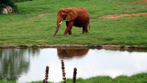 An elephant walks across a grassy field near a calm pond, reflecting its image in the water.