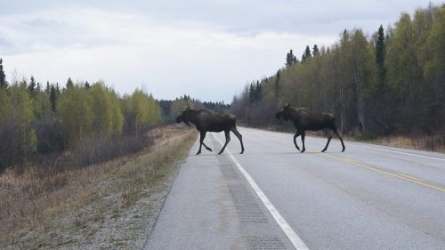 Two moose crossing a road surrounded by trees and a cloudy sky.