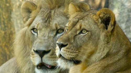 A close-up of a lion and lioness, both looking intently in the same direction, with a blurred natural background.