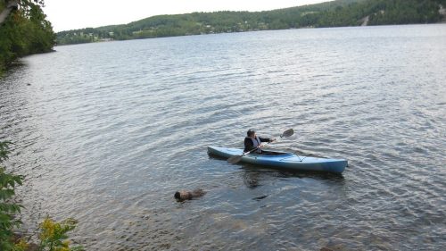 A person in a blue kayak paddles on a calm lake, with a small animal swimming nearby and trees lining the shore.