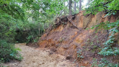 A sandy riverbank with steep, eroded clay walls, surrounded by lush green trees and foliage.