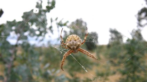 A close-up of a spider in its web, surrounded by blurred greenery and a cloudy sky.