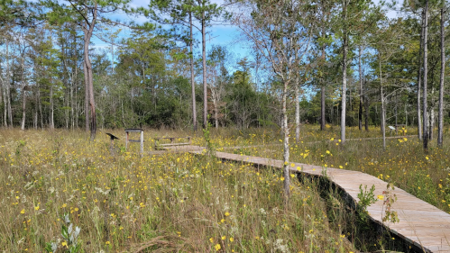 A wooden boardwalk winds through a grassy area filled with wildflowers and surrounded by trees under a blue sky.