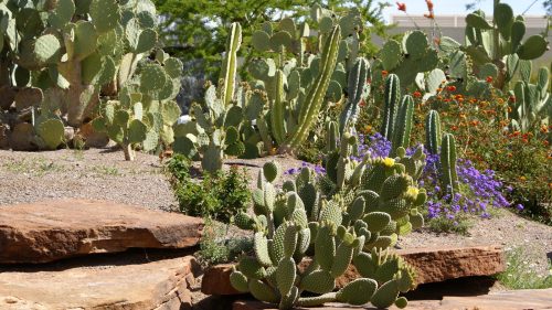 A vibrant desert garden featuring various cacti and colorful flowers among rocky terrain.