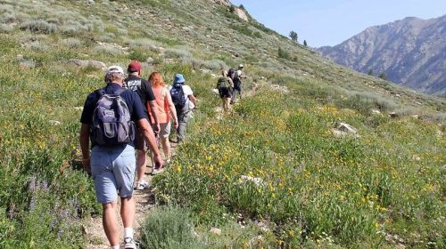 A group of hikers walking along a trail through a vibrant, flower-filled landscape with mountains in the background.
