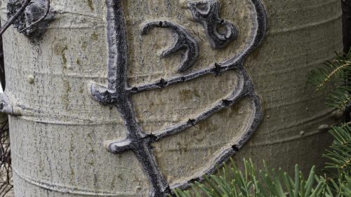 Close-up of a tree trunk with a carved letter "B" and surrounding bark texture.